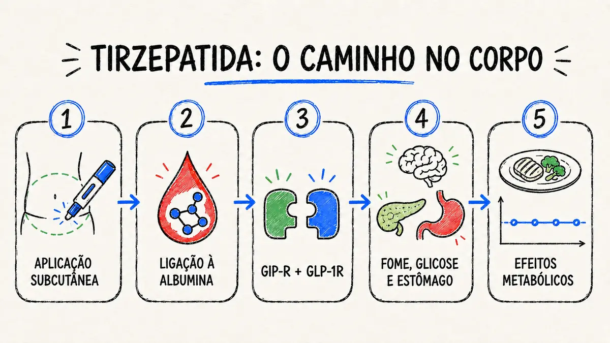Fluxo ilustrado da tirzepatida desde a aplicação subcutânea até os efeitos metabólicos